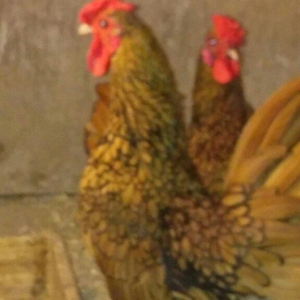 sibirayt xoruz super heyvandi 8 ayliqdi 50 man ariginal heyvandi