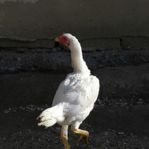 temiz türk beçeler 4 ayliqdilar super beçelerdi