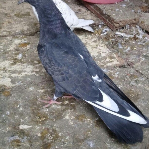 ag qanad kuven bala uzun viddi quwdu.atasi anasi 4