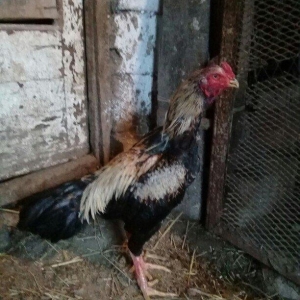 11ayliqdi  heyvan getirib tepiyine baxa bilersiz doyusune soz ola bilm