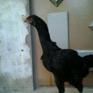 Super heyrati fere satilir. 1 yasi var. Doyuskendir. Real aliciya