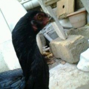 Super heyrati fere satilir. 1 yasi var. Doyuskendir. Real aliciya