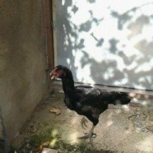 Super heyrati fere satilir. 1 yasi var. Doyuskendir. Real aliciya