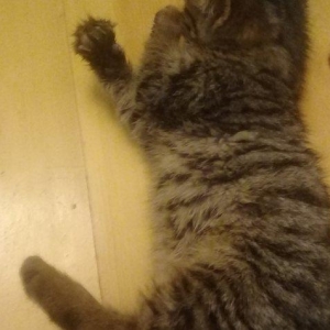 Котенок мальчик в Добрые ру