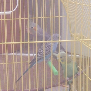 Korella və volnisti balaları korella 35 volnisti