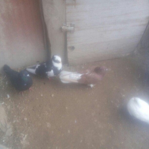 bu 5 qus satilir. tam saqlamdı.optovoy 17 manat.t