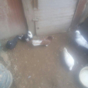 bu 5 qus satilir. tam saqlamdı.optovoy 17 manat.tek tek 4 manatdan ist