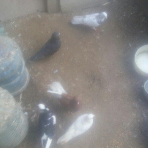 bu 5 qus satilir. tam saqlamdı.optovoy 17 manat.tek tek 4 manatdan ist