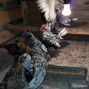 temiz saqlam sibraytlar bew iriside var xirdasida heresinin oz qiymeti