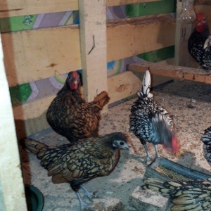 temiz saqlam sibraytlar bew iriside var xirdasida heresinin oz qiymeti