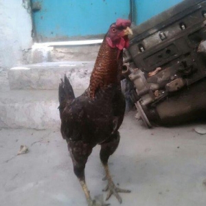 Heyratı xoruzu satiram.
1 il 6 ayliqdi.
Giymetde 