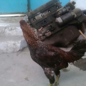 Heyratı xoruzu satiram.
1 il 6 ayliqdi.
Giymetde razilasmaq olar.