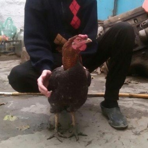 Heyratı xoruzu satiram.
1 il 6 ayliqdi.
Giymetde razilasmaq olar.