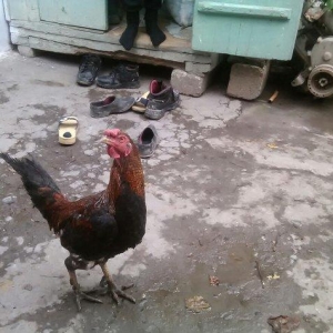 Heyratı xoruzu satiram.
1 il 6 ayliqdi.
Giymetde razilasmaq olar.