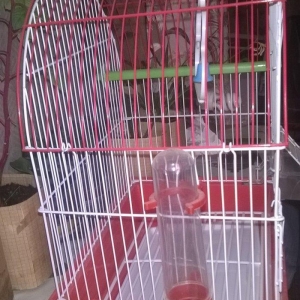 Quş ücün   + su qabı və yem qabı
15 man   əla vəziyyətdə     yeni