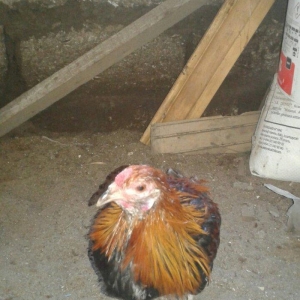 5 ayliq qizili feniks becesi temiz cinsdi saqlam v