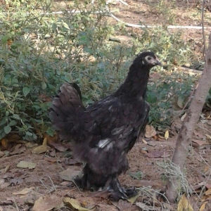 brama black feresi 5 ayliqdi temiz cinsdi zil qara