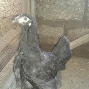 brama black feresi 5 ayliqdi temiz cinsdi zil qaradir ayaqlarinin tukl