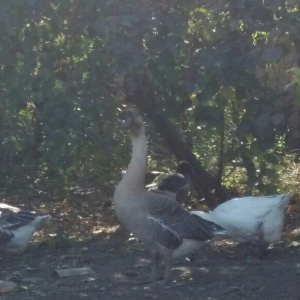 Kuban qazı 2 ədəd erkəy çox iri heyvanlardı qiymət birinə aiddi