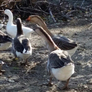 Kuban qazı 2 ədəd erkəy çox iri heyvanlardı qiymət birinə aiddi