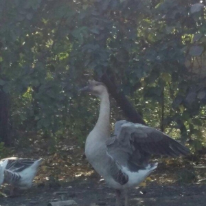 Kuban qazı 2 ədəd erkəy çox iri heyvanlardı qiymət birinə aiddi