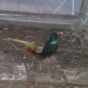 Rumin ve kafkaz cinsleri satilir. Erkekler tek sek