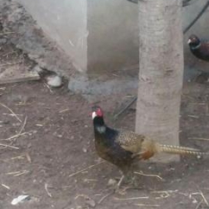 Rumin ve kafkaz cinsleri satilir. Erkekler tek sekilde de verilir 30 a