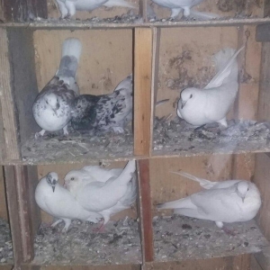 salam tutulma qusdar satiram xais edirrm burda yox wossapda yazin bos