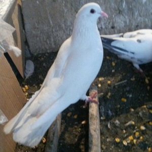 17/18tuk maya denizden tutulmadi real alıcı narahat etsin wp var  Baki