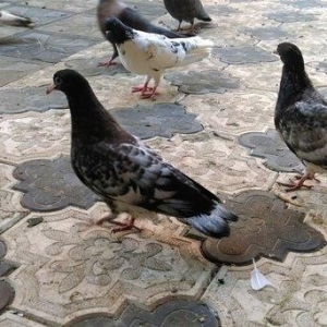 Qarabas 17. 16. Tuk qara xalcali keven quslar. Sekiller    10 gun once