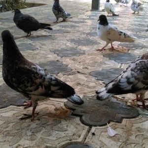 Qarabas 17. 16. Tuk qara xalcali keven quslar. Sekiller    10 gun once