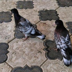 Qarabas 17. 16. Tuk qara xalcali keven quslar. Sekiller    10 gun once