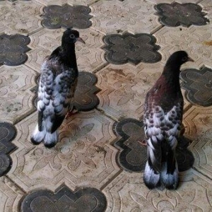 Qarabas 17. 16. Tuk qara xalcali keven quslar. Sekiller    10 gun once