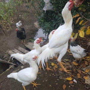 Ağ Şamo cinsi 8 aylıq heyrati becələr uc dənədi ikisi satilir real ali