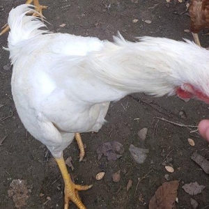 Ağ Şamo cinsi 8 aylıq heyrati becələr uc dənədi ikisi satilir real ali