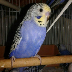 2 aylig cex papuqaylar satilir. 2 erkek qalib.super rengdediler tam sa