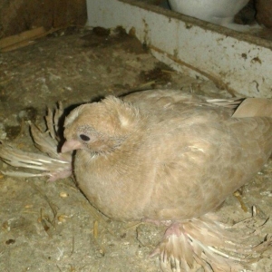 özbək sortudur kəkilli dimdiklidir tək erkəkd