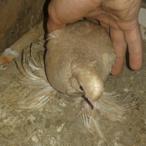 özbək sortudur kəkilli dimdiklidir tək erkəkdir dənə təzə düşüb