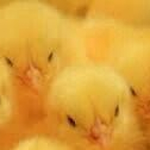 renglì kend cuceleri inwallah ayin 6 si cixir ist