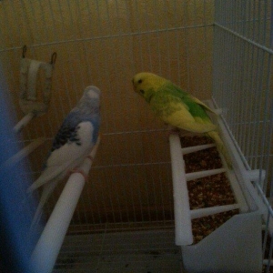 bir cut cexden donma papuqay satiram.9-10yumurta qoyur.hal hazirdada y