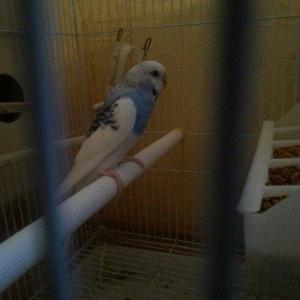 bir cut cexden donma papuqay satiram.9-10yumurta qoyur.hal hazirdada y