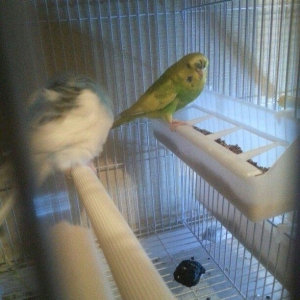 bir cut cexden donma papuqay satiram.9-10yumurta qoyur.hal hazirdada y