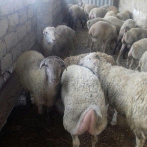 super kok qurbanliq quzular