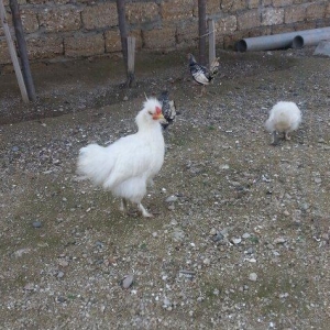 Ponpon xoruz 5 aylıqdı tam sağlam beş barmaqd