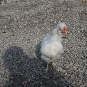 Ponpon xoruz 5 aylıqdı tam sağlam beş barmaqdı maraqlanan vassapla