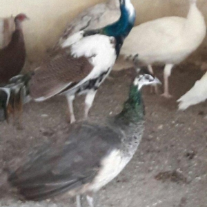 hindistan tovuz guşusu beş illiy aktiv xoruzdu b