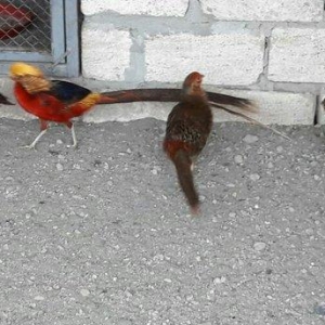 üch illiy gizili ve limonu girgovul jüteri  bala