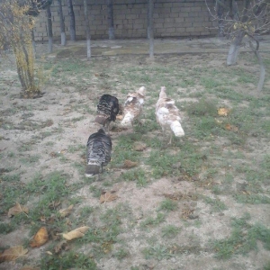 Saqlam və iri heyvanlar di otluqda böyub diri 25,azn,  kəsilib təmizlə