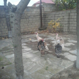 Saqlam və iri heyvanlar di otluqda böyub diri 25,azn,  kəsilib təmizlə