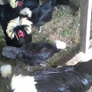 Rahibə. 3-4 günlük cücələri satılır. Boş 